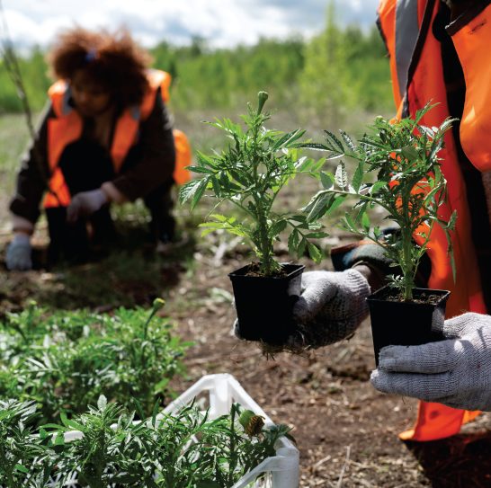 Reforestation and sustainable planting